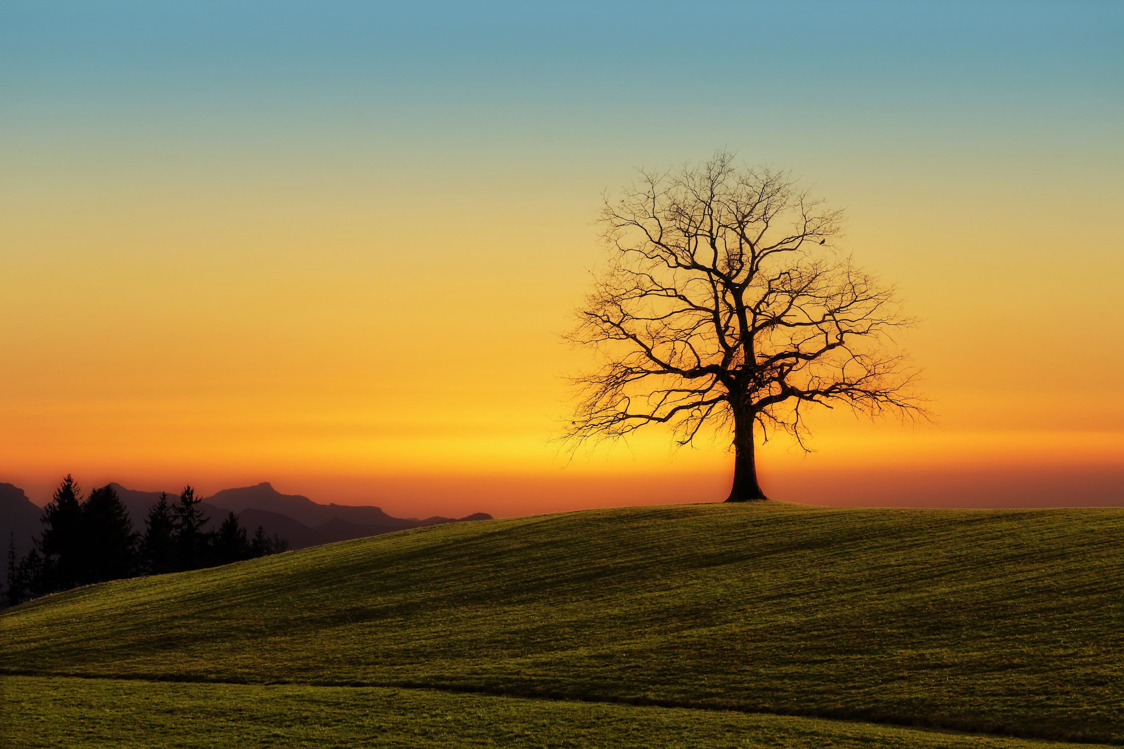 Autumn Tree